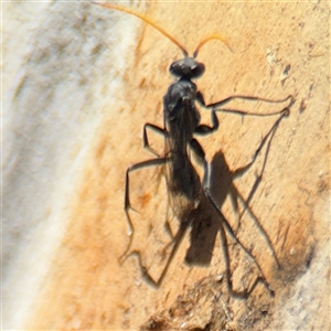 Fabriogenia sp. (genus) at Russell, ACT - 10 Oct 2024