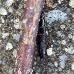 Staphylinidae (family) (Rove beetle) at Russell, ACT - 10 Oct 2024 by Hejor1