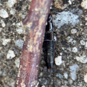 Staphylinidae (family) at Russell, ACT - 10 Oct 2024 01:41 PM