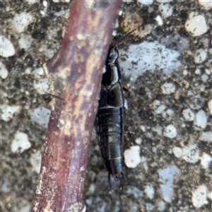 Staphylinidae (family) at Russell, ACT - 10 Oct 2024 01:41 PM