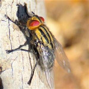 Sarcophaga sp. (genus) at Russell, ACT - 10 Oct 2024