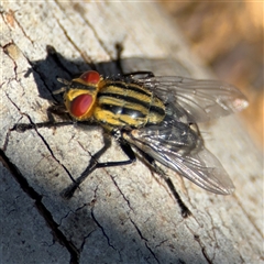 Sarcophaga sp. (genus) at Russell, ACT - 10 Oct 2024