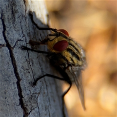 Sarcophaga sp. (genus) at Russell, ACT - 10 Oct 2024