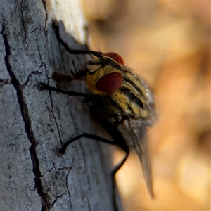 Sarcophaga sp. (genus) at Russell, ACT - 10 Oct 2024