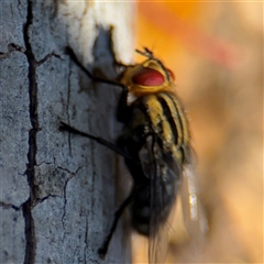 Sarcophaga sp. (genus) at Russell, ACT - 10 Oct 2024