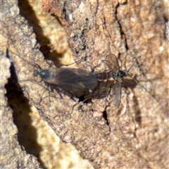 Sciaridae sp. (family) (Black fungus gnat) at Russell, ACT - 10 Oct 2024 by Hejor1