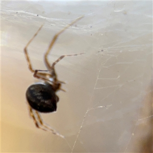 Theridiidae (family) at Russell, ACT - 10 Oct 2024 01:28 PM