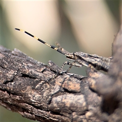 Alcaeus varicornis at Russell, ACT - 10 Oct 2024 01:24 PM