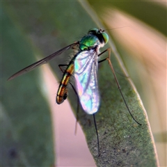 Heteropsilopus sp. (genus) (A long legged fly) at Russell, ACT - 10 Oct 2024 by Hejor1