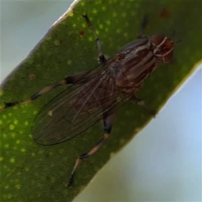 Tapeigaster annulipes (heteromyzid fly) at Russell, ACT - 10 Oct 2024 by Hejor1