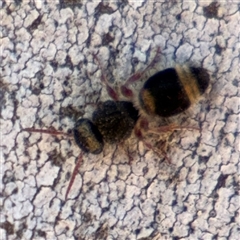 Odontomyrme sp. (genus) (A velvet ant) at Russell, ACT - 10 Oct 2024 by Hejor1