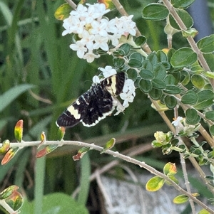 Phalaenoides glycinae at Watson, ACT - 10 Oct 2024