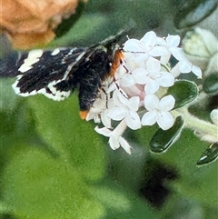 Phalaenoides glycinae at Watson, ACT - 10 Oct 2024