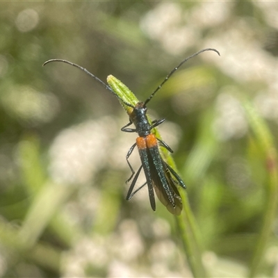 Oroderes humeralis (A longhorn beetle) at Acton, ACT - 10 Oct 2024 by PeterA