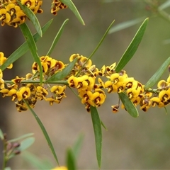 Daviesia mimosoides (Bitter Pea) at Colo Vale, NSW - 4 Oct 2024 by Curiosity