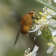 Sapromyza sp. (genus) (A lauxaniid fly) at Colo Vale, NSW - 4 Oct 2024 by Curiosity