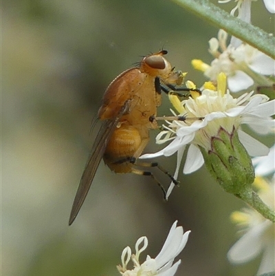 Sapromyza sp. (genus) (A lauxaniid fly) at Colo Vale, NSW - 4 Oct 2024 by Curiosity