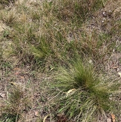 Nassella trichotoma (Serrated Tussock) at Watson, ACT - 9 Oct 2024 by waltraud