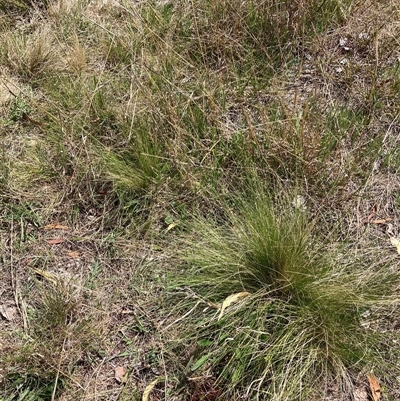 Nassella trichotoma (Serrated Tussock) at Watson, ACT - 9 Oct 2024 by waltraud