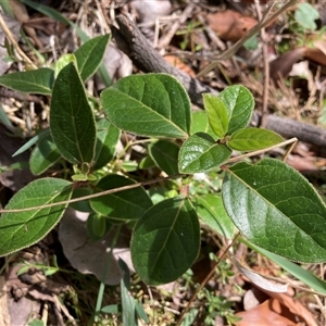 Viburnum tinus at Watson, ACT - 9 Oct 2024