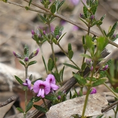 Mirbelia rubiifolia (Heathy Mirbelia) at Colo Vale, NSW - 4 Oct 2024 by Curiosity