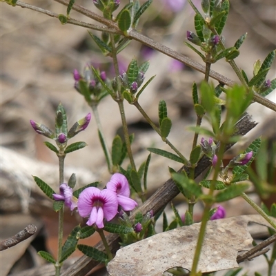 Mirbelia rubiifolia (Heathy Mirbelia) at Colo Vale, NSW - 4 Oct 2024 by Curiosity