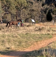 Equus caballus (Brumby, Wild Horse) at Watson, ACT - 10 Oct 2024 by waltraud