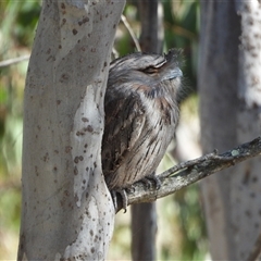 Podargus strigoides (Tawny Frogmouth) at Pearce, ACT - 10 Oct 2024 by LinePerrins