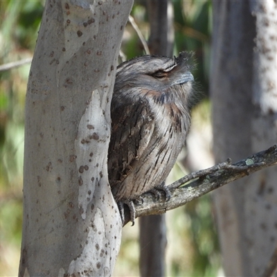 Podargus strigoides (Tawny Frogmouth) at Pearce, ACT - 10 Oct 2024 by LinePerrins