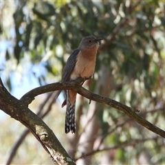 Cacomantis flabelliformis (Fan-tailed Cuckoo) at Kambah, ACT - 10 Oct 2024 by LinePerrins