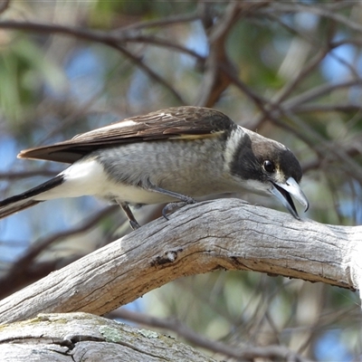 Cracticus torquatus (Grey Butcherbird) at Kambah, ACT - 10 Oct 2024 by LinePerrins