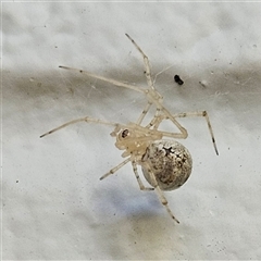 Cryptachaea gigantipes (White porch spider) at Hawker, ACT - 10 Oct 2024 by sangio7