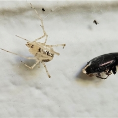 Cryptachaea gigantipes at Hawker, ACT - suppressed