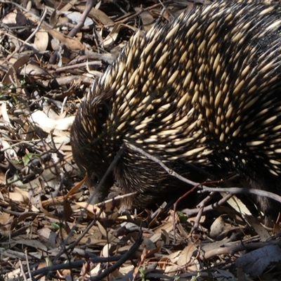 Tachyglossus aculeatus (Short-beaked Echidna) at Jerrabomberra, NSW - 10 Oct 2024 by SteveBorkowskis