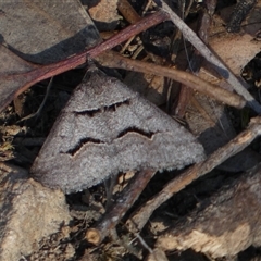 Dichromodes atrosignata (Black-signed Heath Moth ) at Jerrabomberra, NSW - 10 Oct 2024 by SteveBorkowskis