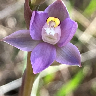 Thelymitra peniculata (Blue Star Sun-orchid) at Hall, ACT - 11 Oct 2024 by strigo