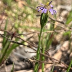 Vittadinia cuneata var. cuneata (Fuzzy New Holland Daisy) at Hall, ACT - 11 Oct 2024 by strigo