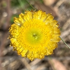 Coronidium scorpioides (Button Everlasting) at Hall, ACT - 11 Oct 2024 by strigo