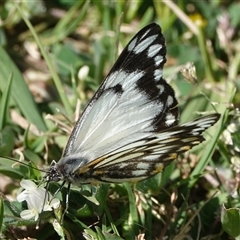 Belenois java (Caper White) at Hall, ACT - 11 Oct 2024 by Anna123