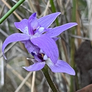 Glossodia major at Aranda, ACT - suppressed