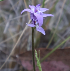 Glossodia major at Aranda, ACT - suppressed