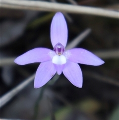 Glossodia major at Aranda, ACT - suppressed