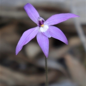 Glossodia major at Aranda, ACT - suppressed