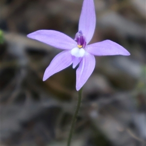 Glossodia major at Aranda, ACT - suppressed