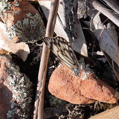 Belenois java (Caper White) at The Rock, NSW - 7 Oct 2024 by ConBoekel