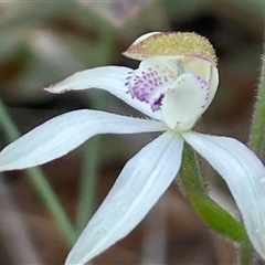 Caladenia moschata (Musky Caps) at Aranda, ACT - 9 Oct 2024 by Clarel