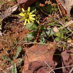 Arctotheca calendula (Capeweed, Cape Dandelion) at The Rock, NSW - 7 Oct 2024 by ConBoekel