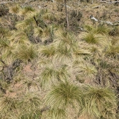 Nassella trichotoma (Serrated Tussock) at Hackett, ACT - 11 Oct 2024 by Avery