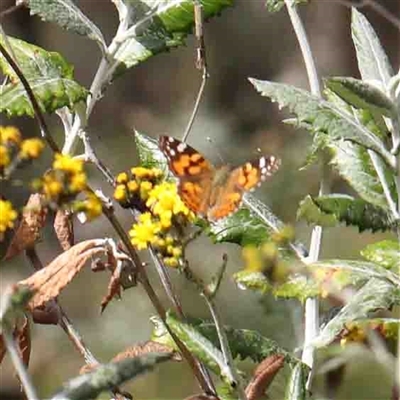 Vanessa kershawi (Australian Painted Lady) at The Rock, NSW - 6 Oct 2024 by ConBoekel