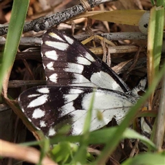 Belenois java (Caper White) at The Rock, NSW - 6 Oct 2024 by ConBoekel